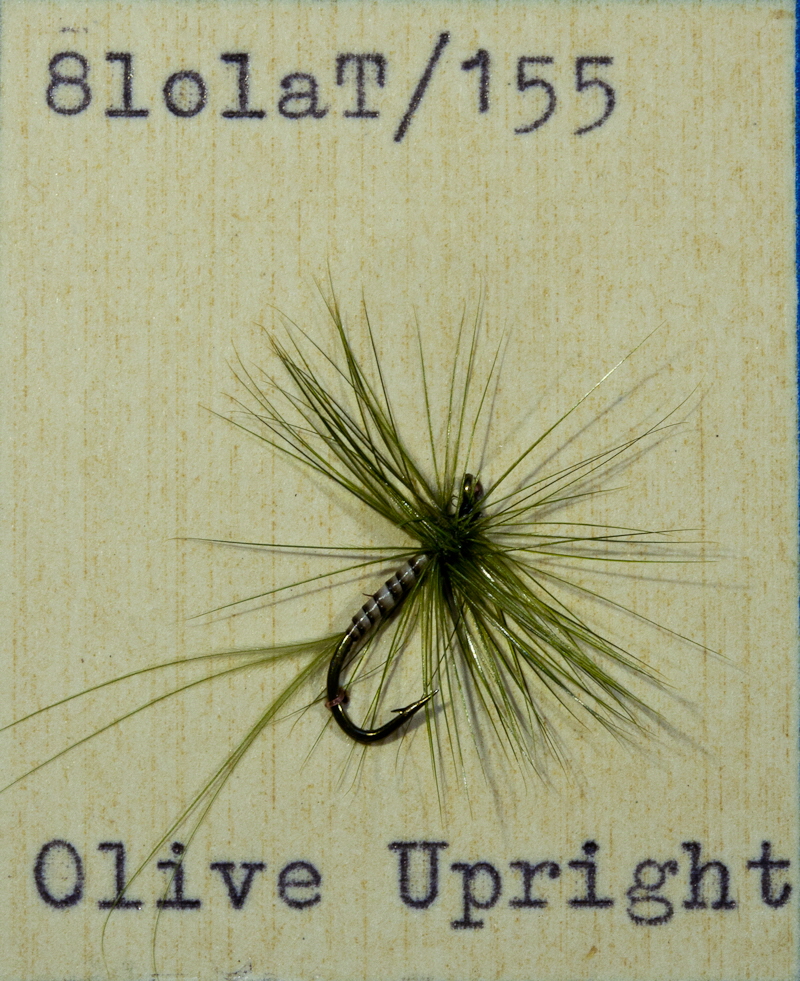 Olive Upright Olive Upright
