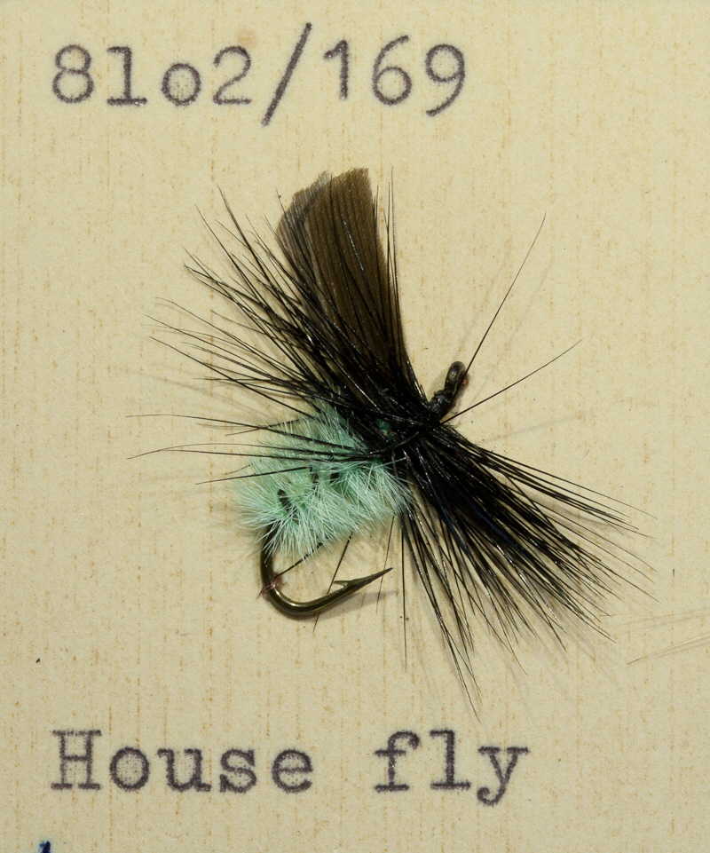 House Fly House Fly