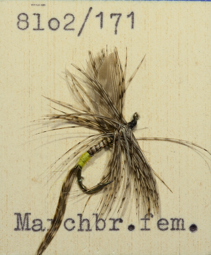 Marchbrown female Marchbrown female