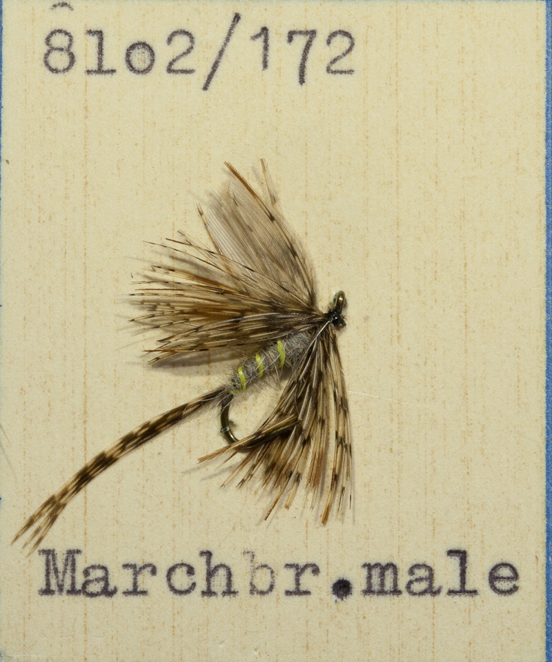 Marchbrown Male Marchbrown Male