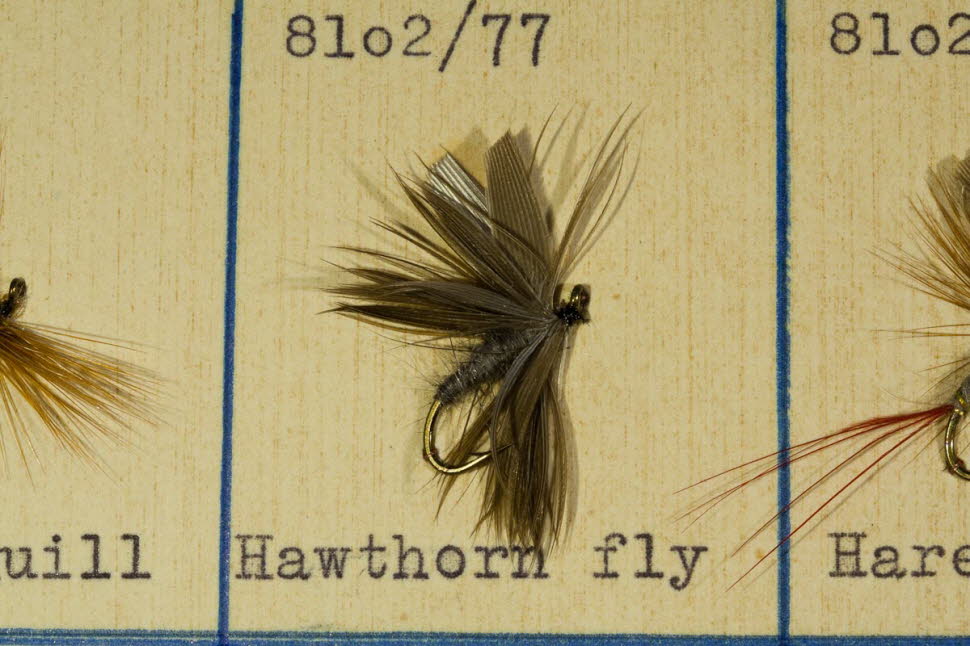 Hawthorn Fly