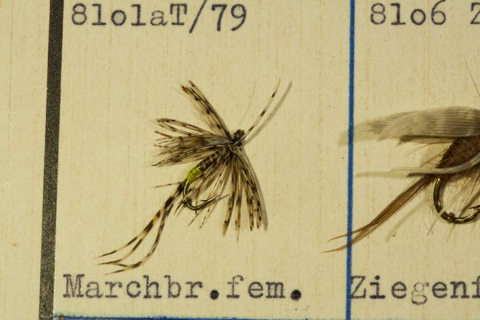Marchbrown Female