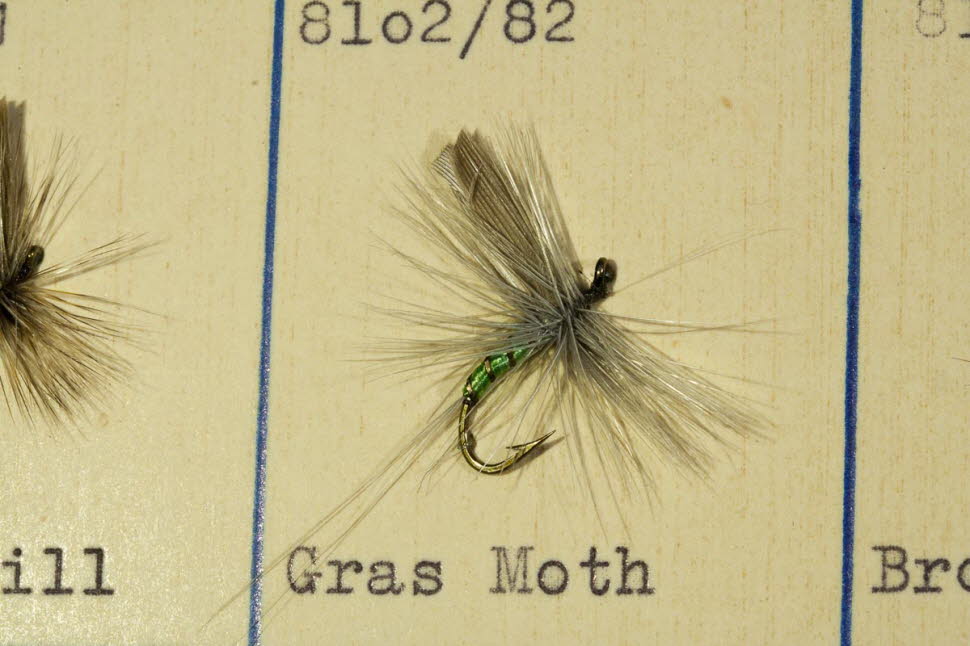 Gras Moth