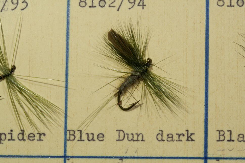 Blue Dun Dark