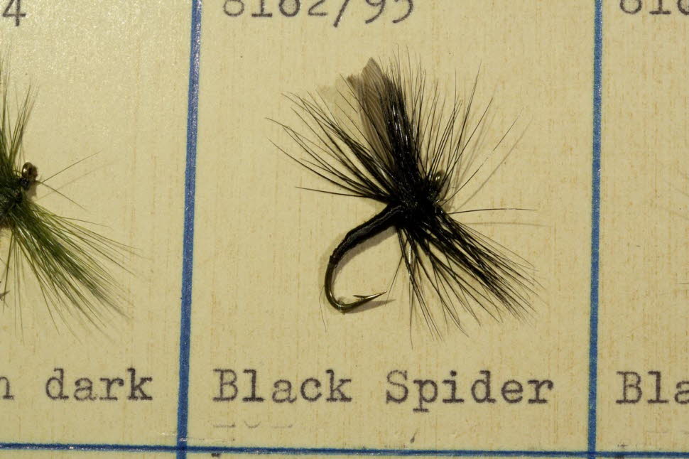 Black Spider