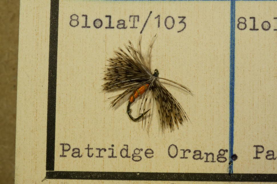 Partridge Orange